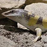 Common Skink