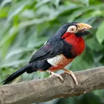 Bearded Barbet