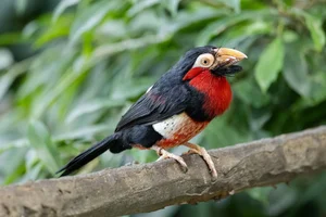 Zwartbandbaardvogel