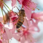 European Honey Bee