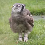 Verreaux's Eagle-owl