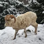 Thinhorn Sheep
