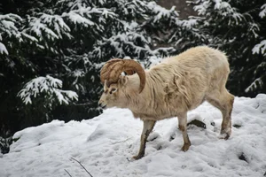 Dalls Schaap