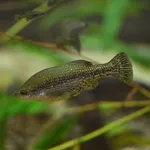 butterfly splitfin