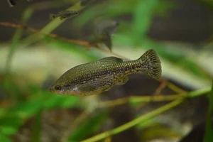 butterfly splitfin