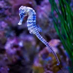 Long-snout Seahorse