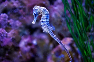 Long-snout Seahorse