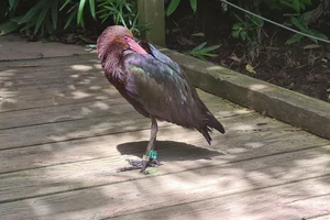 Puna-ibis