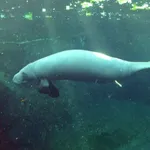 West Indian Manatee