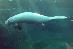 Westindische zeekoe