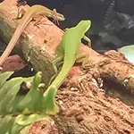 Green Grass Lizard