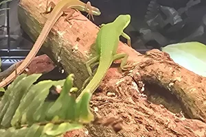 Green Grass Lizard