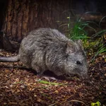 Long-nosed Potoroo