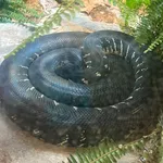 Black Python