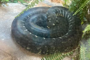Black Python