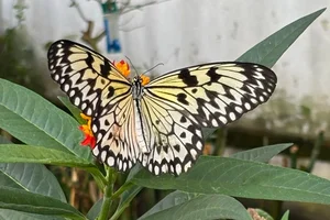 Papiervlinder