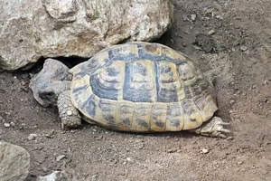 Oostelijke Griekse Landschildpad