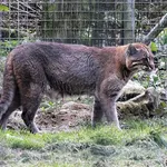 Asian Golden Cat