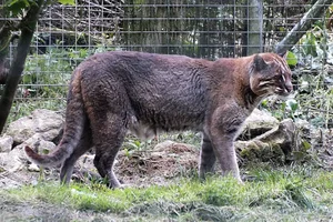 Aziatische Goudkat