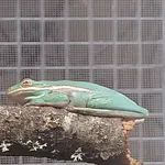American Green Treefrog