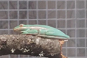 Groene boomkikker