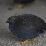 Asian Blue Quail