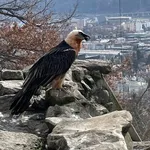 Bearded Vulture (Eurasian)