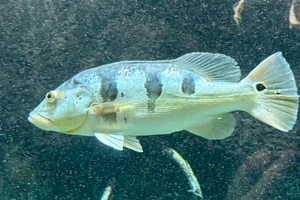 Cichla kelberi