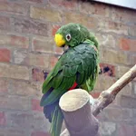 Yellow-crowned Amazon