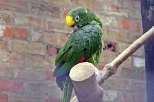 Geelvoorhoofdamazone