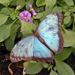 Morpho peleides Kollar, 1850