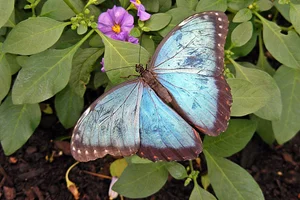 Morpho peleides