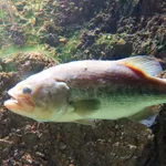 Largemouth Bass