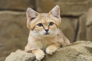 Arabische zandkat
