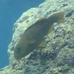 Yellowtail Parrotfish