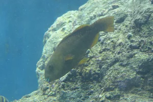 Nipponischer-Papageifisch
