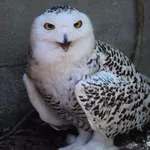 Snowy Owl