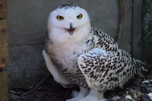 Sneeuwuil