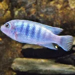 Maylandia zebra (Boulenger, 1899)