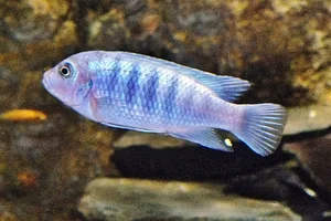 Malawi-zebracichlide