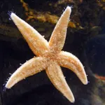 Bloody Henry Starfish