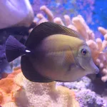 Brushtail Tang