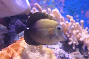 Brushtail Tang
