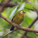 Kilimanjaro White-eye