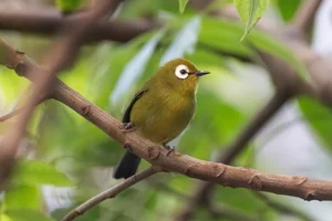 kilimanjarobrilvogel