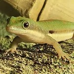 Island Day Gecko