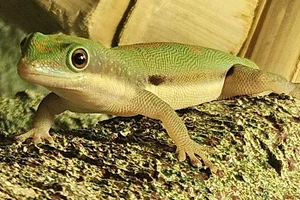 Island Day Gecko