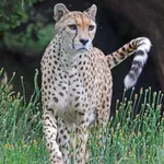 Cheetah