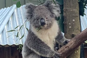 Koala