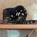 Spotted-tailed Quoll